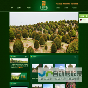 宣城市日润林业开发有限公司,桂花基地,桂花价格