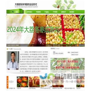 大荔冬枣批发-大荔冬枣招商―冬枣种植技术--优质冬枣首选（大荔县东羌红枣合作社）联系电话  13892375367 www.sxdlcoop.com