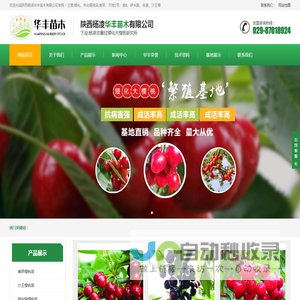 樱桃苗_大樱桃苗_樱桃苗基地_樱桃苗价格-陕西杨凌华丰果苗基地直销-欢迎光临陕西杨凌华丰苗木有限公司官网！主营:矮化、乔化樱桃苗,美早、天地1号、俄8、萨米脱、吉美、沙王等