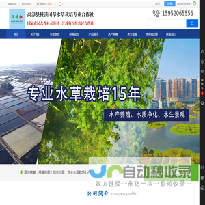 国华水草-高淳县桠溪国华水草栽培专业合作社-国家农民合作社示范社-轮叶黑藻-芽孢-伊乐藻-四季苦草