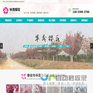 泰安市华茂樱花种植专业合作社,泰山华茂樱花基地,樱花价格,樱花基地
