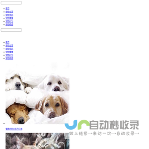 好主人_网易宠物