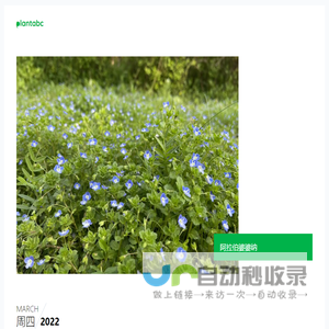 附地菜怎么养，好养吗？ - 植物生活 - 网红植物百科