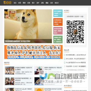 柴犬_专注日本柴犬知识科普,15年养柴经验 - 柴豆豆柴犬