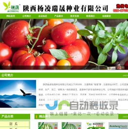 陕西杨凌瑞晟种业有限公司|瑞晟种业|甜瓜种子|西瓜种子|番茄种子