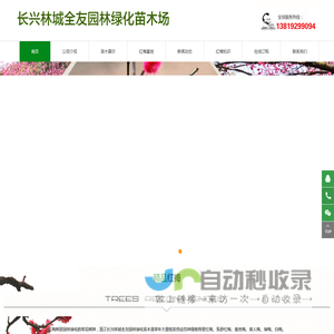 榉树/香樟/无患子/乌桕/红梅种植基地批发供应商|浙江长兴全友绿化苗木场
