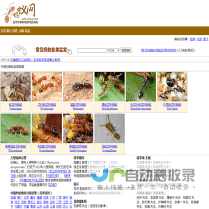 蚂蚁网-蚁网-东亚、东北亚、南亚及东南亚地区蚂蚁-全球最大的华语中文蚂蚁专业网站