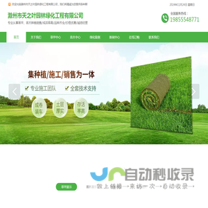 马尼拉草坪-百慕大草坪-滁州市天之叶园林绿化工程有限公司