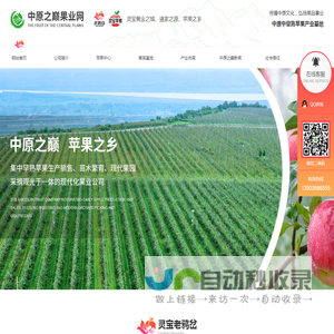 河南华硕苹果批发_高山果园基地_河南苹果苗木价格_灵宝苹果批发-中原之巅果业
