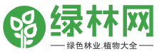 绿林网 - 绿色林业植物大全_绿色植物综合门户