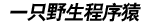 一只野生程序猿_互联网技术学习讨论，如文章内容侵权请联系本站点删除