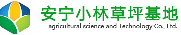 云南小林草坪批发「云南草坪自产自销」云南最大的草坪种植基地-昆明安宁草坪种植/草坪销售/运/铺一条龙服务