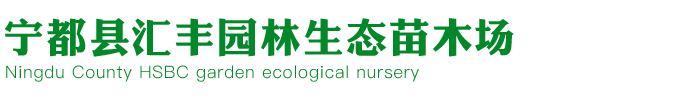 江西草皮|福建草坪|南昌草坪|厦门果岭草种植批发-宁都县汇丰园林生态苗木场