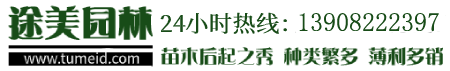 灌木树苗-绿化苗木-常绿乔木-价格/批发/基地 - 四川成都途美园林