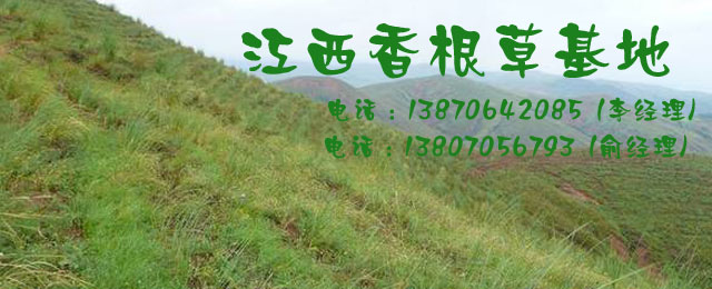 香根草_江西香根草_佛甲草_江西佛甲草_江西香根草种植基地