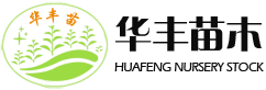 樱桃苗_大樱桃苗_樱桃苗基地_樱桃苗价格-陕西杨凌华丰果苗基地直销-欢迎光临陕西杨凌华丰苗木有限公司官网！主营:矮化、乔化樱桃苗,美早、天地1号、俄8、萨米脱、吉美、沙王等