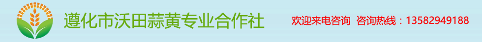 蒜黄批发|蒜黄销售|遵化市沃田蒜黄专业合作社|河北蒜黄基地|遵化蒜黄种植|朱山庄蒜黄基地